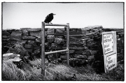 Poor lonesome raven - Laurent SCELLES